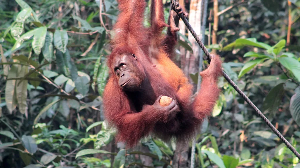 Malasia, Indonesia y Singapur · Malasia: ciudades, patrimonio y naturaleza
