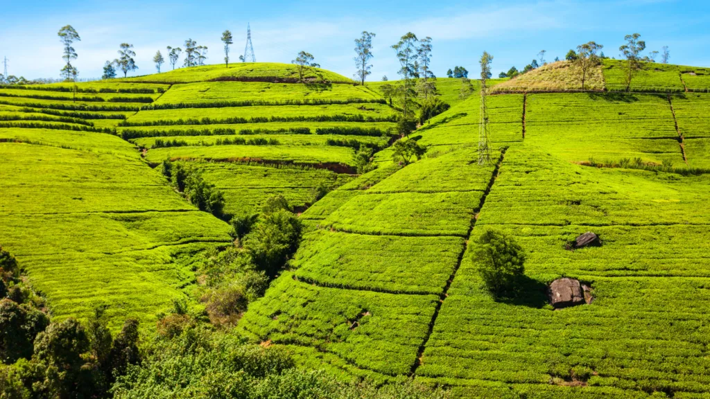Plantaciones de té sobre las colinas de Nuwara Eliya, Sri Lanka