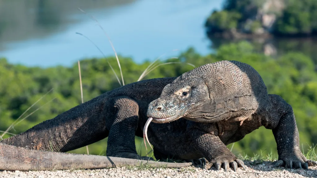 LABUAN BAJO – KOMODO – LABUAN BAJO — Indonesia Salvaje