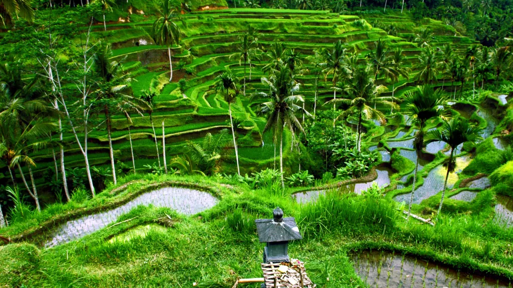 DENPASAR (BALI ) — Bali Esencial