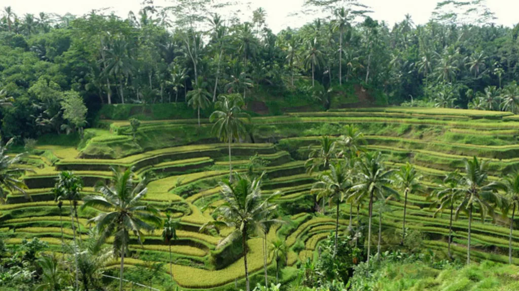 DENPASAR – UBUD — Salidas En Grupo – Bali Circuito Interior con Gili