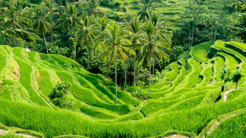 Terraza de Arroz Ubud — Bali en Familia