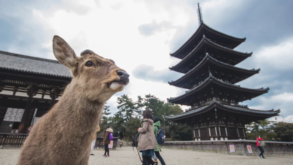 OSAKA - NARA - OSAKA — Okini Japón