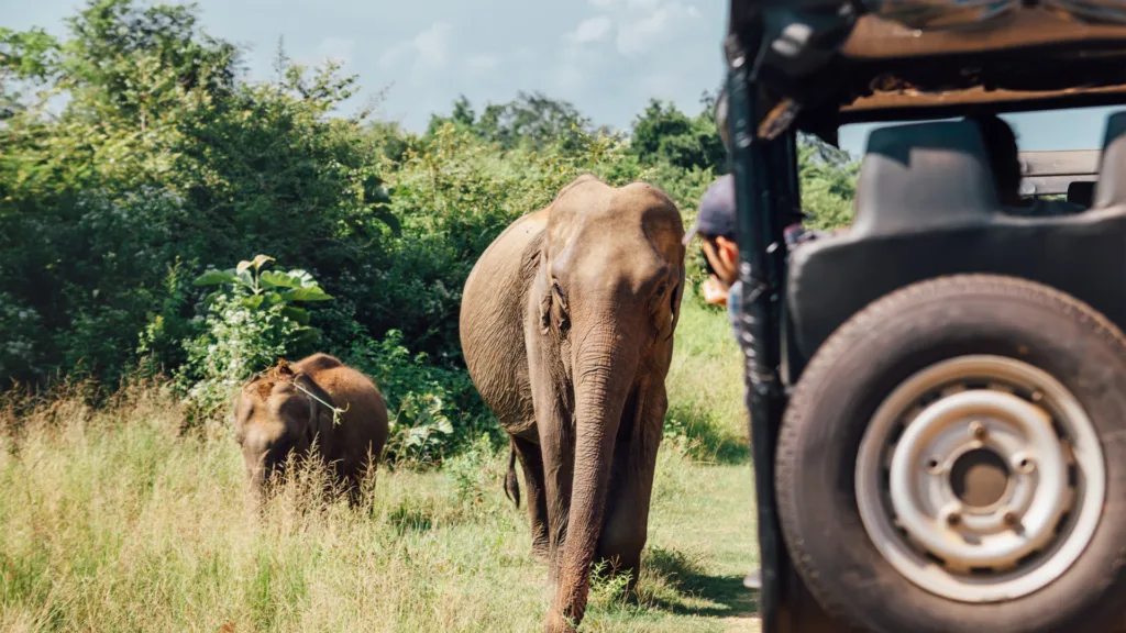 Safari en el Parque Nacional de Yala — Explore Sri Lanka con playas Nordeste