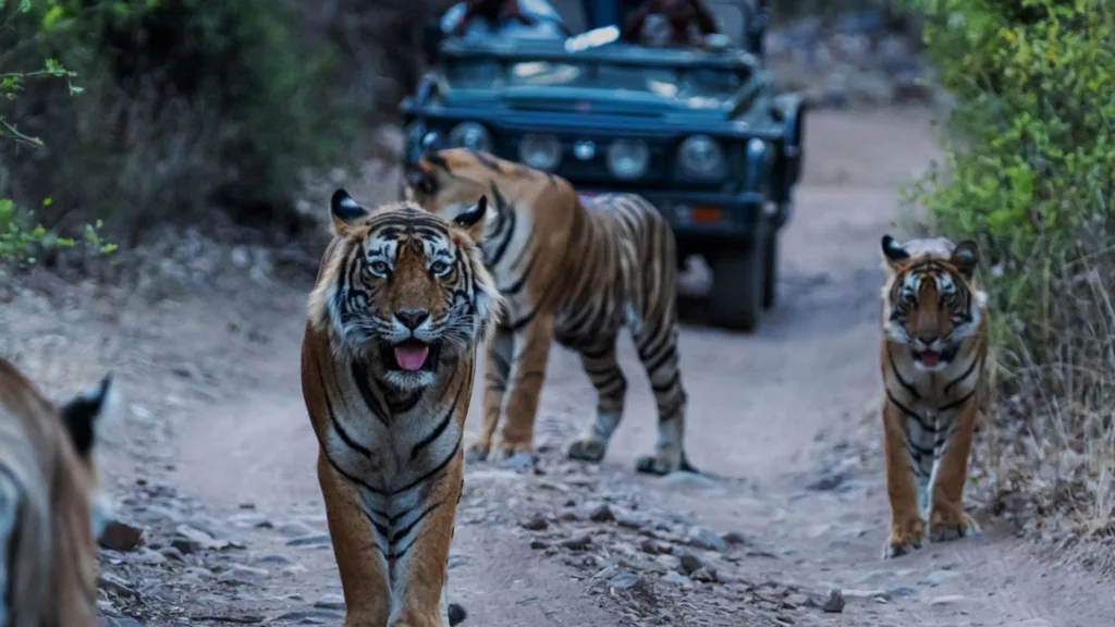 Parque Nacional de Ranthambore — India Palace on Wheels