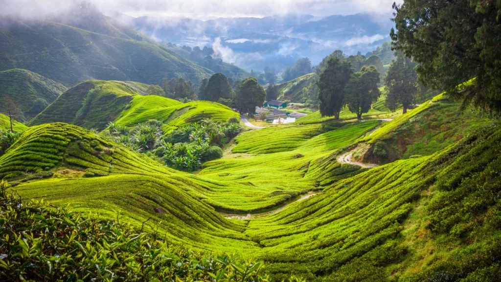 Cameron Highlands — Malasia al Completo