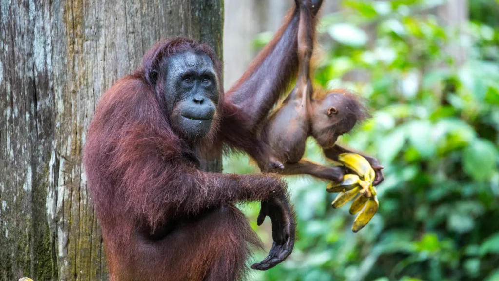 Centro de Rehabilitación de Orangutanes de Sepilok — Kuala Lumpur, Borneo e Islas Perhentian