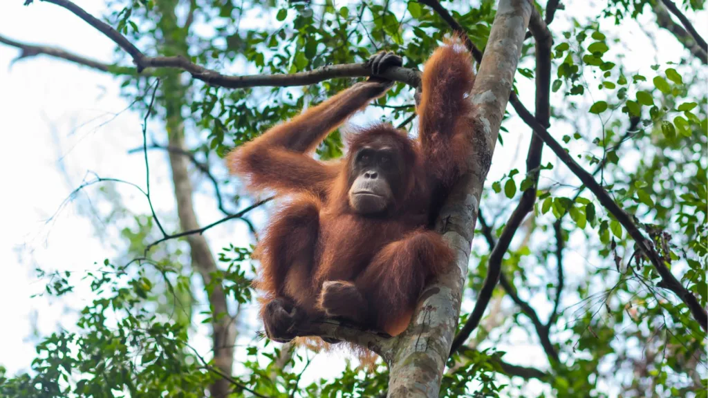 PONDOK TANGGUI – TANJUNG HARAPAN — Indonesia Salvaje