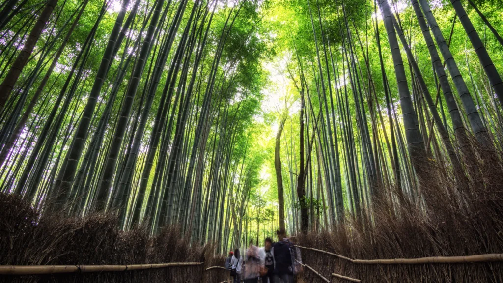 TAKARAZUKA – KYOTO — Okini Japón