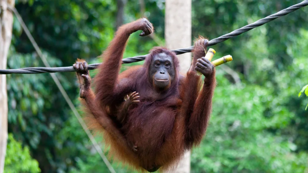 Fundación Orang Utan de Bukit Merah — El Corazón de Malasia