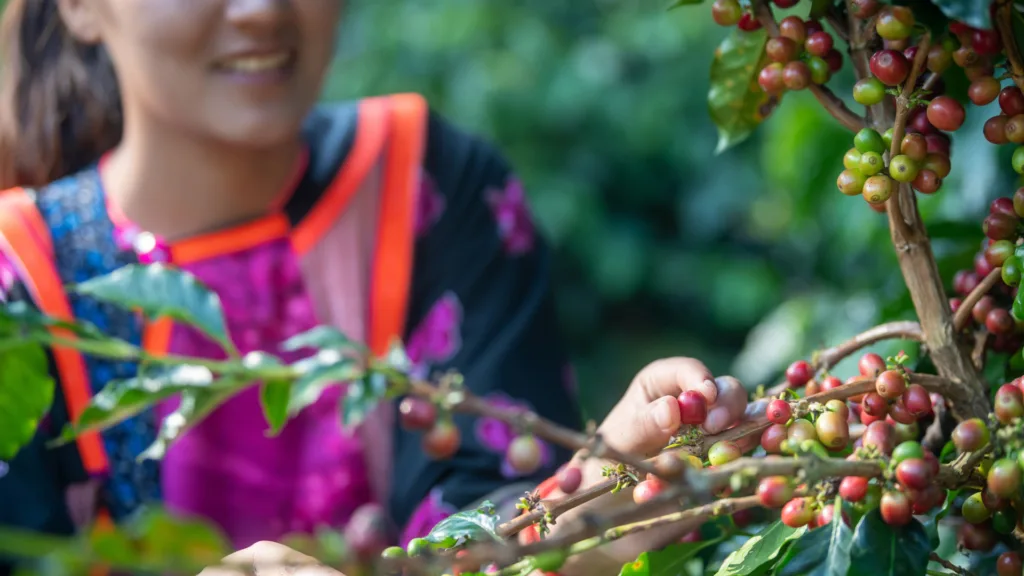 Plantación de Café. Meseta de Bolaven — El Espíritu de Laos
