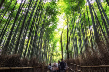03 abr. Bosque de Bamboo, Arashiyama, Kyoto — Japón Salida Exclusiva Cerezos 28 Marzo 2027