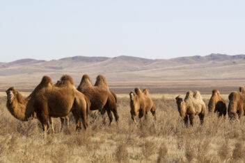 13 jul. Bayangobi — Mongolia con Festival Naadam