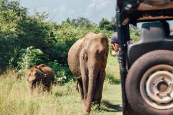 Safari en Udawalawe — Gran Tour de Sri Lanka