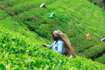 Nuwara Eliya — Explore Sri Lanka con playas Nordeste