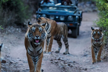 Parque Nacional de Ranthambore — India Palace on Wheels