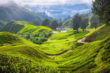 Cameron Highlands — Malasia al Completo