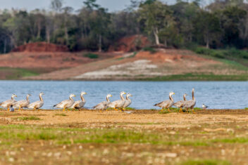 Parque Nacional de Satpura — India Parques Naturales