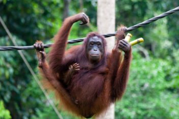 Fundación Orang Utan de Bukit Merah — El Corazón de Malasia