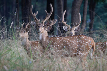 Parque Nacional Penchi — India Parques Naturales