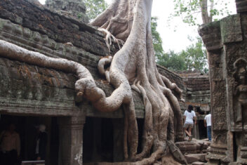 Ta Prohm, Siem Reap — Encantos de Camboya