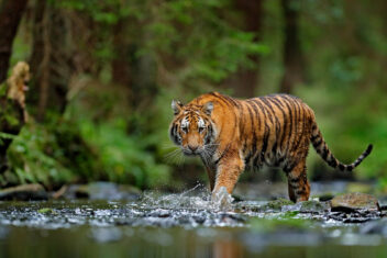 Parque Nacional Penchi — India Parques Naturales