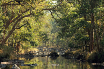 Parque Nacional de Kanha — India Parques Naturales