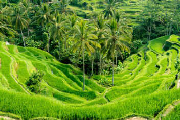 UBUD – LOVINA — Indonesia Salvaje